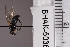  (Cheilosia chintimini - BHAK-05036)  @11 [ ] CreativeCommons - Attribution No Derivatives (2018) Hakai Institute Hakai Institute