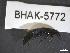  ( - BHAK-05772)  @11 [ ] CreativeCommons - Attribution No Derivatives (2018) Hakai Institute Hakai Institute