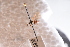  ( - BHAK-05920)  @11 [ ] CreativeCommons - Attribution No Derivatives (2018) Hakai Institute Hakai Institute