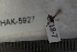  ( - BHAK-05927)  @12 [ ] CreativeCommons - Attribution No Derivatives (2018) Hakai Institute Hakai Institute