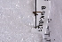  (Scatella laxa - BHAK-06329)  @12 [ ] CreativeCommons - Attribution No Derivatives (2018) Hakai Institute Hakai Institute