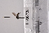  (Dolichopus convergeus - BHAK-07201)  @12 [ ] CreativeCommons - Attribution No Derivatives (2018) Hakai Institute Hakai Institute
