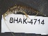  ( - BHAK-04714)  @11 [ ] CreativeCommons - Attribution No Derivatives (2018) Hakai Institute Hakai Institute