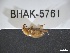  ( - BHAK-05761)  @11 [ ] CreativeCommons - Attribution No Derivatives (2018) Hakai Institute Hakai Institute