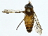  ( - BIOUG85478-C04)  @11 [ ] CreativeCommons - Attribution (2022) CBG Photography Group Centre for Biodiversity Genomics