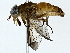  ( - BIOUG85478-C11)  @11 [ ] CreativeCommons - Attribution (2022) CBG Photography Group Centre for Biodiversity Genomics