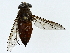  ( - BIOUG91374-B11)  @11 [ ] CreativeCommons - Attribution (2022) CBG Photography Group Centre for Biodiversity Genomics
