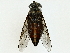  (Tabanus firmus - BIOUG91375-A02)  @11 [ ] CreativeCommons - Attribution (2022) CBG Photography Group Centre for Biodiversity Genomics