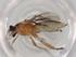  (Aleiodes pronopus - BIOUG94556-D05)  @11 [ ] CreativeCommons - Attribution (2022) Centre for Biodiversity Genomics Centre for Biodiversity Genomics