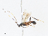  (Aleiodes tricoloripes - CBG-A07116-A11)  @11 [ ] CreativeCommons - Attribution Share-Alike (2023) CBG Photography Group Centre for Biodiversity Genomics