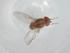  (Amiota sinuata - BIOUG94149-A07)  @11 [ ] CreativeCommons - Attribution (2022) Centre for Biodiversity Genomics Centre for Biodiversity Genomics