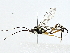  ( - BIOUG89987-C05)  @11 [ ] CreativeCommons - Attribution (2022) CBG Photography Group Centre for Biodiversity Genomics