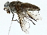  ( - BIOUG95315-D05)  @11 [ ] CreativeCommons - Attribution (2022) CBG Photography Group Centre for Biodiversity Genomics