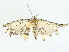  ( - BIOUG95315-F03)  @11 [ ] CreativeCommons - Attribution (2022) CBG Photography Group Centre for Biodiversity Genomics