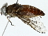  ( - BIOUG95316-D04)  @11 [ ] CreativeCommons - Attribution (2023) CBG Photography Group Centre for Biodiversity Genomics
