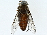  ( - BIOUG95316-D12)  @11 [ ] CreativeCommons - Attribution (2023) CBG Photography Group Centre for Biodiversity Genomics