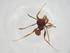  (Pheidole sp. CAM01 - CBG-A12400-B02)  @11 [ ] CreativeCommons - Attribution Share - Alike (2023) Centre for Biodiversity Genomics Centre for Biodiversity Genomics