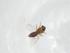  (Thienemanniella sp. 3LM - CBG-A12403-H05)  @11 [ ] CreativeCommons - Attribution Share - Alike (2023) Centre for Biodiversity Genomics Centre for Biodiversity Genomics