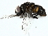  ( - BIOUG91324-B06)  @11 [ ] CreativeCommons - Attribution (2022) CBG Photography Group Centre for Biodiversity Genomics