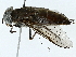  (Tabanus griseilineis - BIOUG91326-B12)  @11 [ ] CreativeCommons - Attribution (2022) CBG Photography Group Centre for Biodiversity Genomics