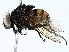 ( - BIOUG91326-G08)  @11 [ ] CreativeCommons - Attribution (2022) CBG Photography Group Centre for Biodiversity Genomics