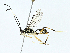  (Gotra - BIOUG91328-C11)  @11 [ ] CreativeCommons - Attribution (2023) CBG Photography Group Centre for Biodiversity Genomics
