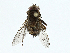  (Bengalia varicolor - BIOUG91328-F05)  @11 [ ] CreativeCommons - Attribution (2023) CBG Photography Group Centre for Biodiversity Genomics