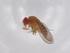  (Scaptodrosophila helvpecta - BIOUG96149-E12)  @11 [ ] CreativeCommons - Attribution (2022) Centre for Biodiversity Genomics Centre for Biodiversity Genomics