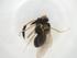  (Trissolcus sp. CT-2012c - CBG-A13115-F03)  @11 [ ] CreativeCommons - Attribution Share - Alike (2023) Centre for Biodiversity Genomics Centre for Biodiversity Genomics