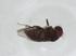  (Scaptodrosophila sp. 2 HP-2021 - CBG-A13121-F11)  @11 [ ] CreativeCommons - Attribution Share - Alike (2023) Centre for Biodiversity Genomics Centre for Biodiversity Genomics