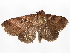  ( - CBG-A13257-A11)  @11 [ ] CreativeCommons - Attribution Share - Alike (2023) CBG Photography Group Centre for Biodiversity Genomics