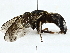  ( - BIOUG95318-A05)  @11 [ ] CreativeCommons - Attribution (2023) CBG Photography Group Centre for Biodiversity Genomics