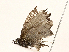  ( - BIOUG95319-C08)  @11 [ ] CreativeCommons - Attribution (2023) CBG Photography Group Centre for Biodiversity Genomics