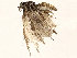  ( - BIOUG95319-C10)  @11 [ ] CreativeCommons - Attribution (2023) CBG Photography Group Centre for Biodiversity Genomics