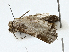 ( - BIOUG97775-F09)  @11 [ ] CreativeCommons - Attribution (2023) CBG Photography Group Centre for Biodiversity Genomics