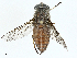  ( - BIOUG98701-D04)  @11 [ ] CreativeCommons - Attribution (2023) CBG Photography Group Centre for Biodiversity Genomics