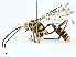  (Arthula - BIOUG98702-F06)  @11 [ ] CreativeCommons - Attribution (2023) CBG Photography Group Centre for Biodiversity Genomics