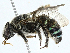  ( - BIOUG98694-F05)  @11 [ ] CreativeCommons - Attribution (2023) CBG Photography Group Centre for Biodiversity Genomics