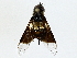  ( - BIOUG89985-D04)  @11 [ ] CreativeCommons - Attribution (2022) CBG Photography Group Centre for Biodiversity Genomics