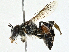  ( - BIOUG98696-D01)  @11 [ ] CreativeCommons - Attribution (2023) CBG Photography Group Centre for Biodiversity Genomics