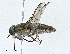  ( - BIOUG98696-D11)  @11 [ ] CreativeCommons - Attribution (2023) CBG Photography Group Centre for Biodiversity Genomics