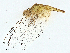  ( - BIOUG98696-H11)  @11 [ ] CreativeCommons - Attribution (2023) CBG Photography Group Centre for Biodiversity Genomics