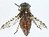  ( - BIOUG98698-D06)  @11 [ ] CreativeCommons - Attribution (2023) CBG Photography Group Centre for Biodiversity Genomics