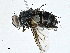  (Blepharella - BIOUG98700-F05)  @11 [ ] CreativeCommons - Attribution (2023) CBG Photography Group Centre for Biodiversity Genomics