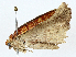  ( - BIOUG98703-A10)  @11 [ ] CreativeCommons - Attribution (2023) CBG Photography Group Centre for Biodiversity Genomics