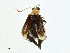  (Aulacophora mouhoti - BIOUG98706-E01)  @11 [ ] CreativeCommons - Attribution (2023) CBG Photography Group Centre for Biodiversity Genomics