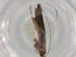  (Caloptilia theivora - BIOUG99576-F02)  @11 [ ] CreativeCommons - Attribution (2023) Centre for Biodiversity Genomics Centre for Biodiversity Genomics