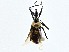  ( - CBG-A00324-B03)  @11 [ ] CreativeCommons - Attribution (2023) CBG Photography Group Centre for Biodiversity Genomics