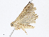  ( - CBG-A13274-C08)  @11 [ ] CreativeCommons - Attribution Share - Alike (2023) CBG Photography Group Centre for Biodiversity Genomics