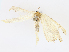  ( - CBG-A13275-D07)  @11 [ ] CreativeCommons - Attribution Share - Alike (2023) CBG Photography Group Centre for Biodiversity Genomics